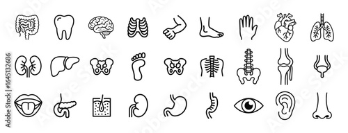 Vector collection of human body parts and internal organs in a line icon style.

