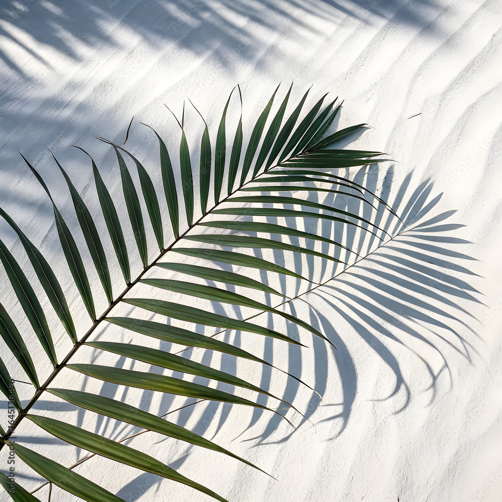 Fototapeta premium palm leaf shadow over textured white surface