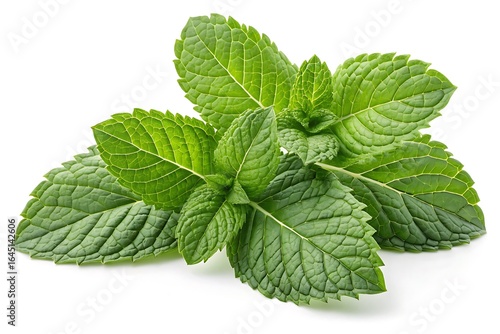 Fresh green mint leaves on white background