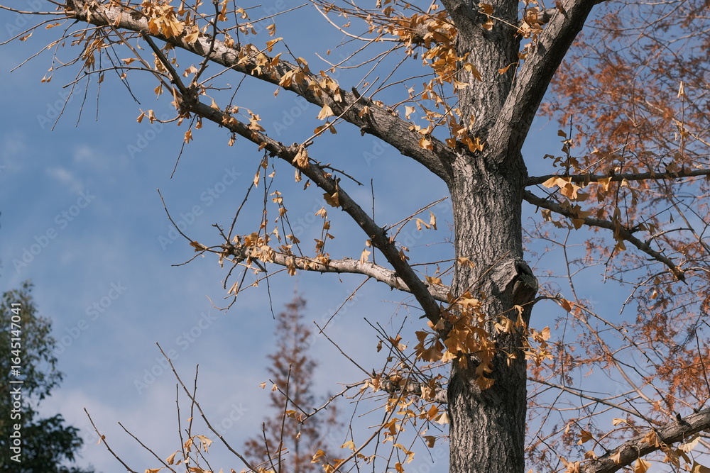 Obraz premium Ginkgo tree with most leaves fallen before winter, Tokyo, Japan