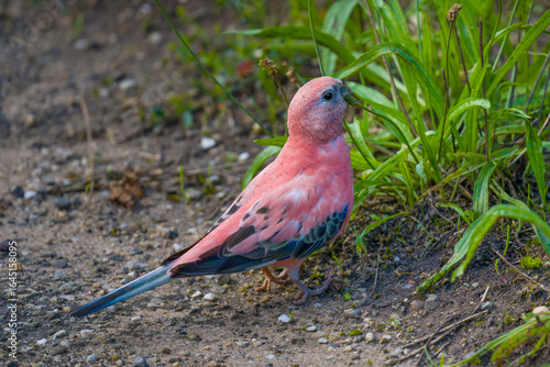 Pink parrot eats seeds in grass