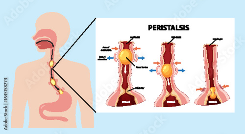 Human Digestive System Peristalsis Illustration