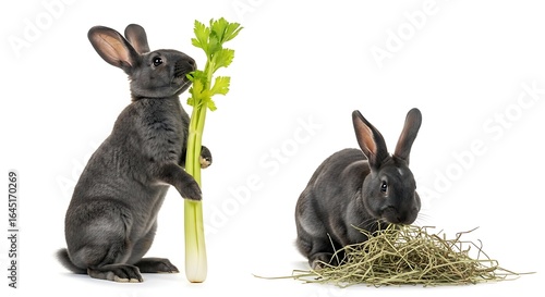 Two Grey Rabbits: One Eating Celery, One Eating Hay, Isolated on White Background
