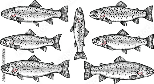 Trout fish illustration set, detailed freshwater fishing species, realistic hand drawn aquatic wildlife vector collection