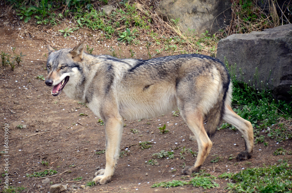 Obraz premium オオカミ