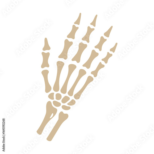 A skeleton hand is shown in a white background. The skeleton hand is shown in a very detailed manner, with each bone clearly visible. Concept of fragility and mortality