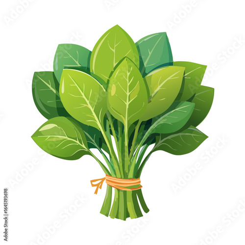 A single, upright bunch of fresh green spinach leaves, tied at the base.