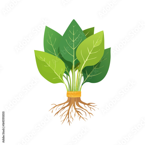 A stylized spinach plant with green leaves and a visible root system.