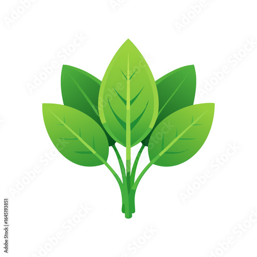 A single, detailed spinach plant with two prominent leaves.