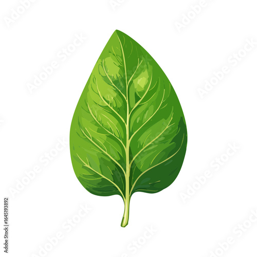 A single, detailed spinach leaf with prominent veins.