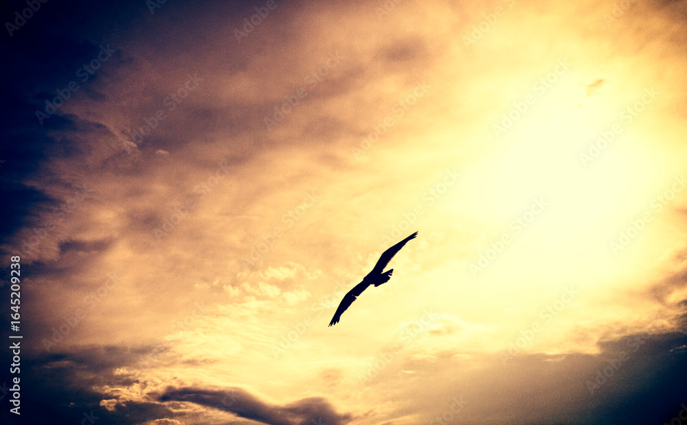 Fototapeta premium Flight of a bird against the background of a bright sun