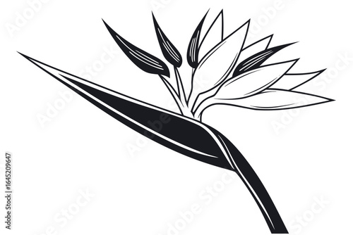 Black and white bird of paradise flower illustration isolated on white background