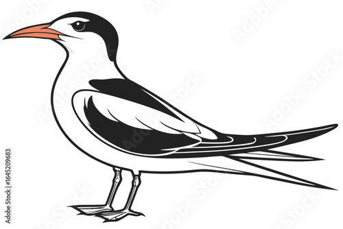 Elegant tern standing isolated on white background in a vector illustration