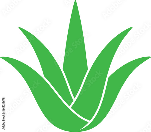 Vibrant Green Aloe Vera Plant with Pointed Leaves Botanical Illustration and Artistic Design Element For Creative Projects