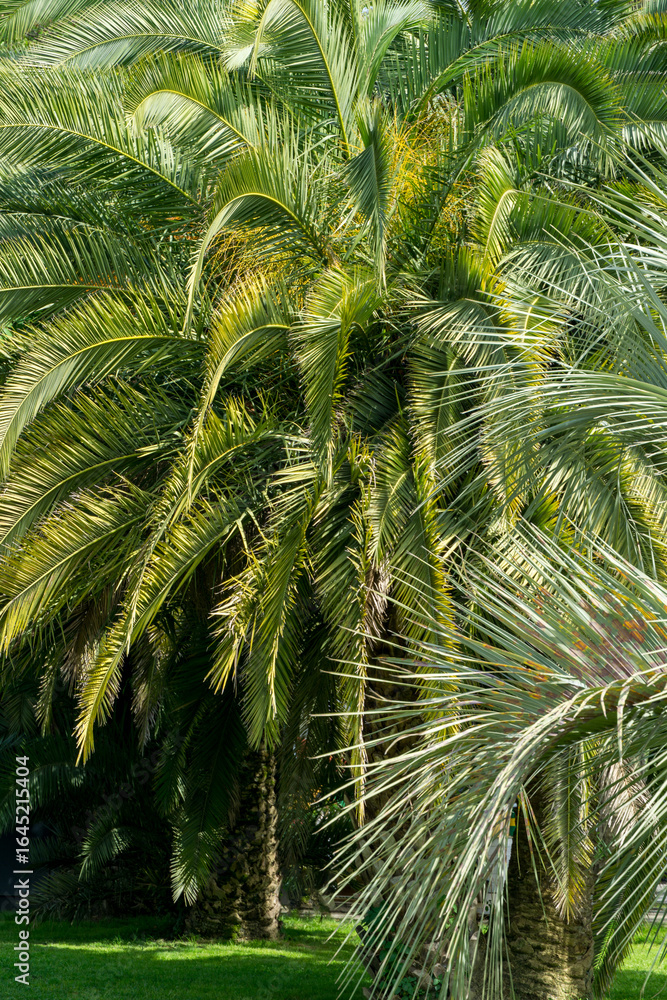 Obraz premium Vibrant green leaves create of palm tree Canary Island Date Palm (Phoenix canariensis) in Sochi lush and tropical atmosphere. Sunlight filters through foliage, casting dappled shadows on ground