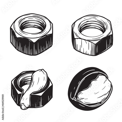 Detailed engraved illustrations of walnuts and nutshells in black and white isolated