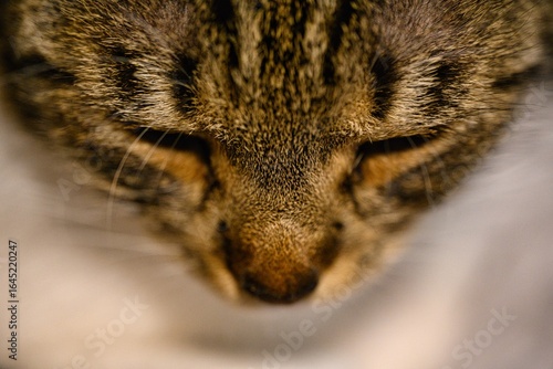 The brown-spotted kitten's muzzle.