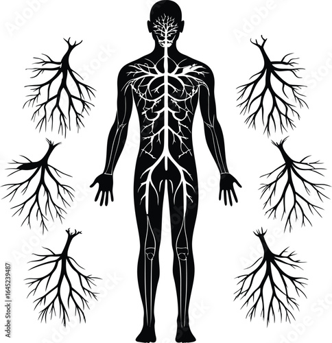 Human Anatomy Tree Silhouette: Veins, Arteries, Circulatory System Medical Illustration Art