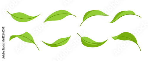 Set green leaves of different shapes. Fresh leaves. For seasonal and nature-themed design projects.