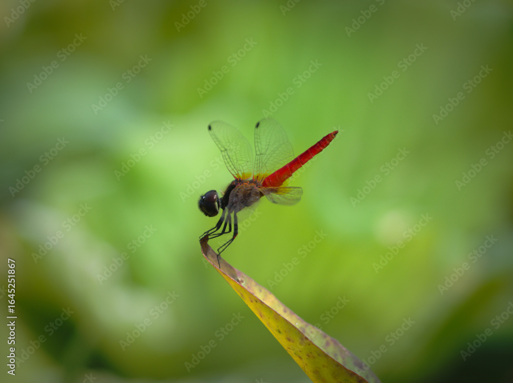 dragonfly on a leaf dragonfly on a leaf