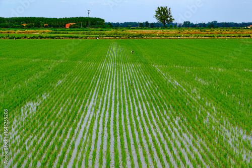 Rice fields near Frascarolo in Lomellina, Pavia province, Italy