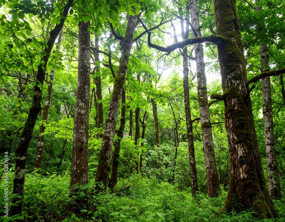 Obraz premium Lush forest canopy (6)