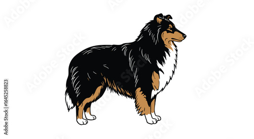 Elegant Sable and White Collie Dog Illustration