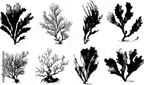 Seaweed, algae, and coral set in a monochrome marine botanical style. Black and white vector illustration set.