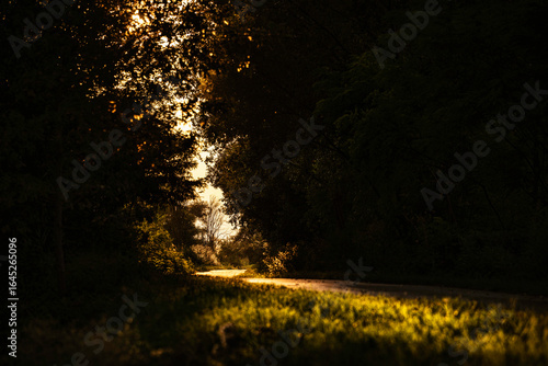 Fototapeta Naklejka Na Ścianę i Meble -  Golden light illuminating forest path at sunset