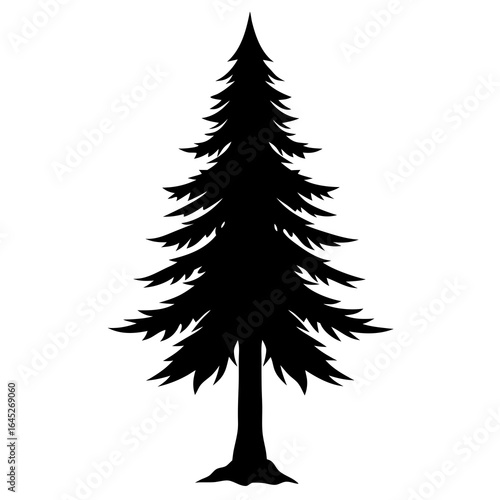 Silhouette of a tall evergreen pine tree