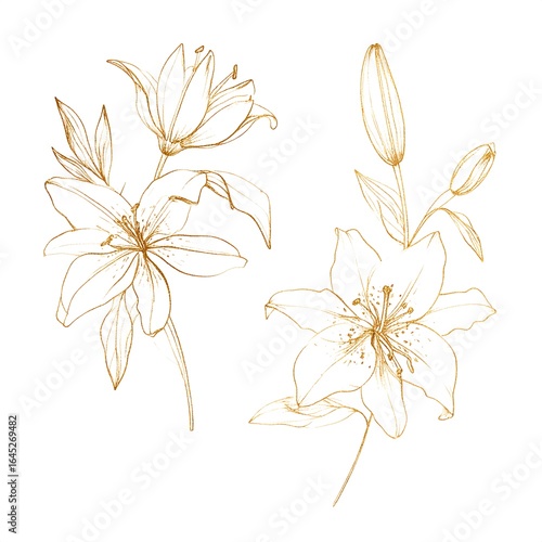 Elegant gold line art lilies
