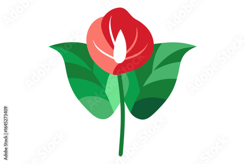 Anthurium Bloom with Leaves Fanned Out on White
