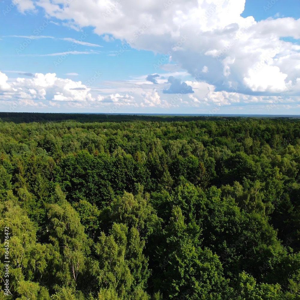 Fototapeta premium Lush forest canopy under a partly cloudy sky