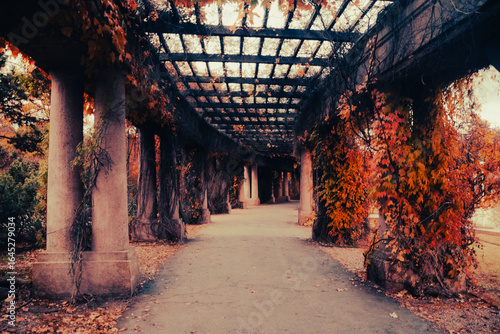 Autumn tunnel-like walkway with ivy-covered pergola columns on the grounds of Hala Stulecia (Centennial Hall) in Wrocław, Poland, captured in warm, vintage tones for a nostalgic feel.