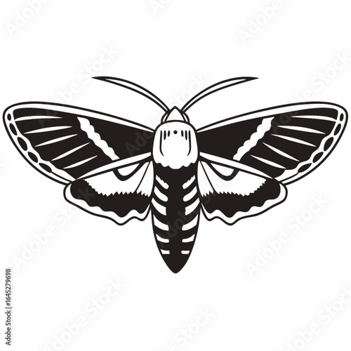 butterfly vector illustration, hawk moth