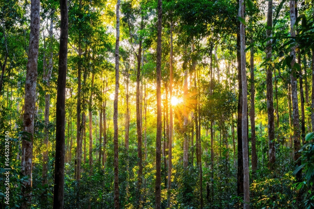 Obraz premium Sunlight filtering through dense tropical forest