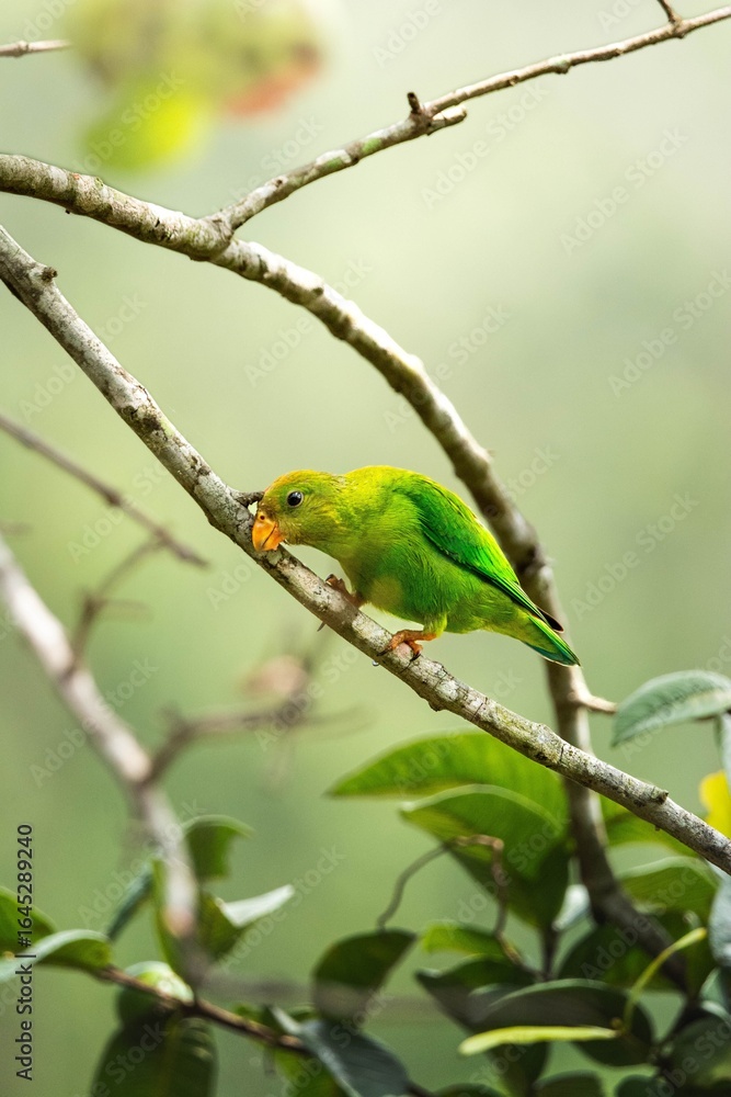 Green parrot perched in a lush forest. Green parrot perched in a lush forest.