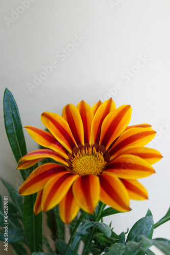 Gazania With Yellow-Red Petals