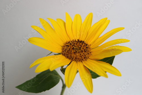 Yellow Wild Sunflower With Leaves