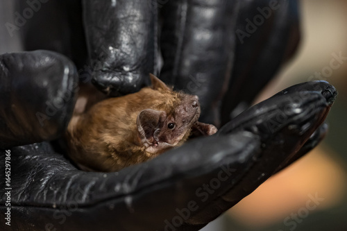 A bat held in a glove on a human hand.