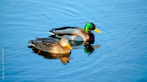 duck in the water