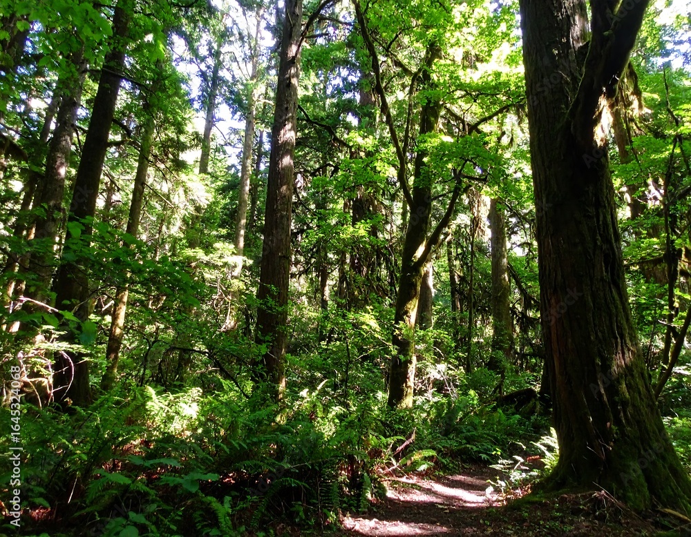 Obraz premium Lush forest path (4)
