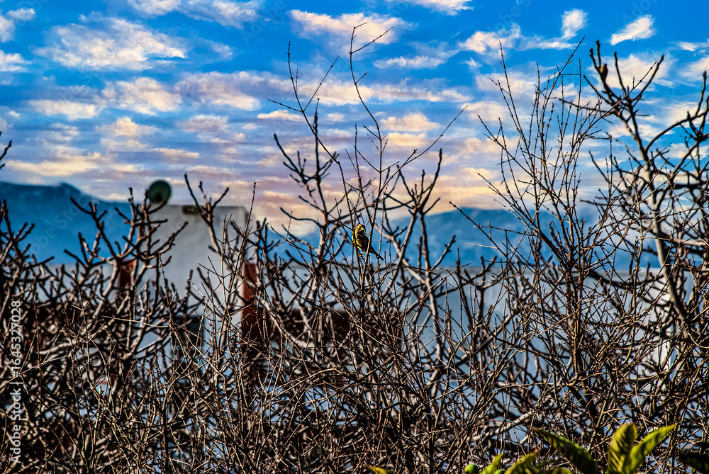 Obraz premium bird on a branch