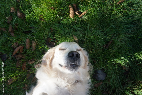 golden retriever puppy