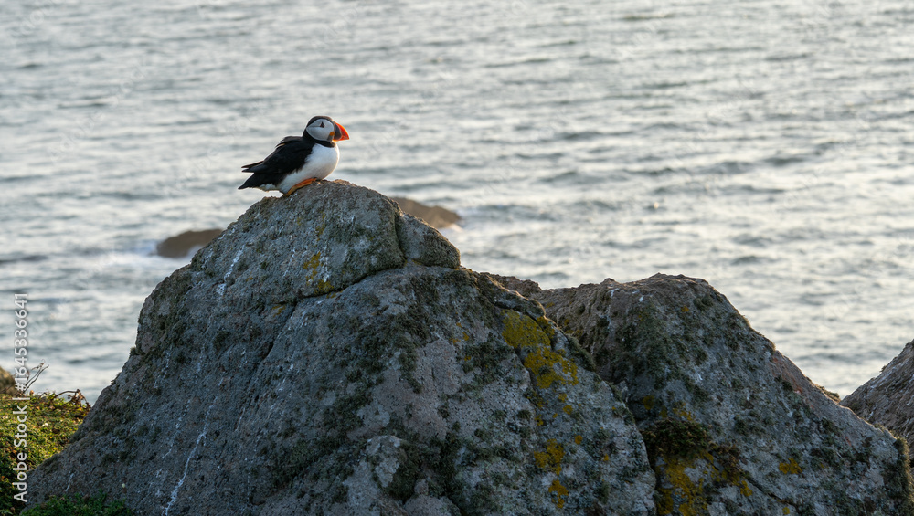 custom made wallpaper toronto digitalAtlantic puffin (Fratercula arctica) single portrait with vibrant wildflowers, Skomer Island, Wales, UK