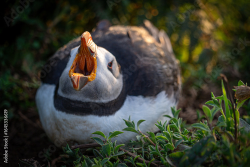 Wallpaper Mural Atlantic puffin (Fratercula arctica) single portrait with vibrant wildflowers, Skomer Island, Wales, UK Torontodigital.ca