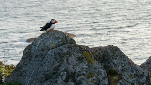 Wallpaper Mural Atlantic puffin (Fratercula arctica) single portrait with vibrant wildflowers, Skomer Island, Wales, UK Torontodigital.ca