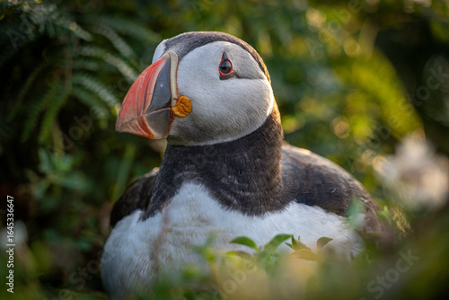 Wallpaper Mural Atlantic puffin (Fratercula arctica) single portrait with vibrant wildflowers, Skomer Island, Wales, UK Torontodigital.ca