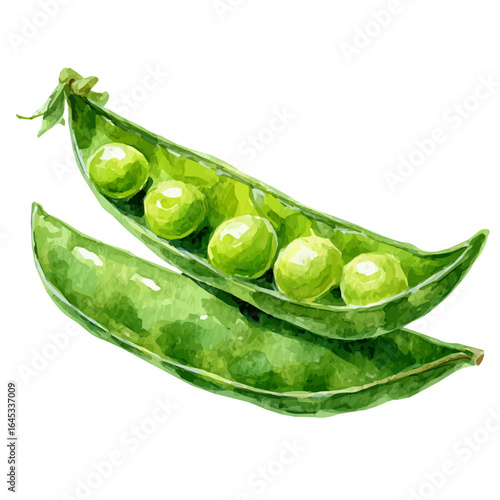A watercolor green pea pod painting illustration isolated on a white background, illustration, eps format set