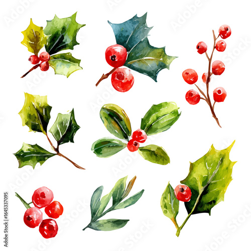 EPS painting design, Vector illustration set, My Watercolor illustration, holly berries and leaves painting isolated on a white background